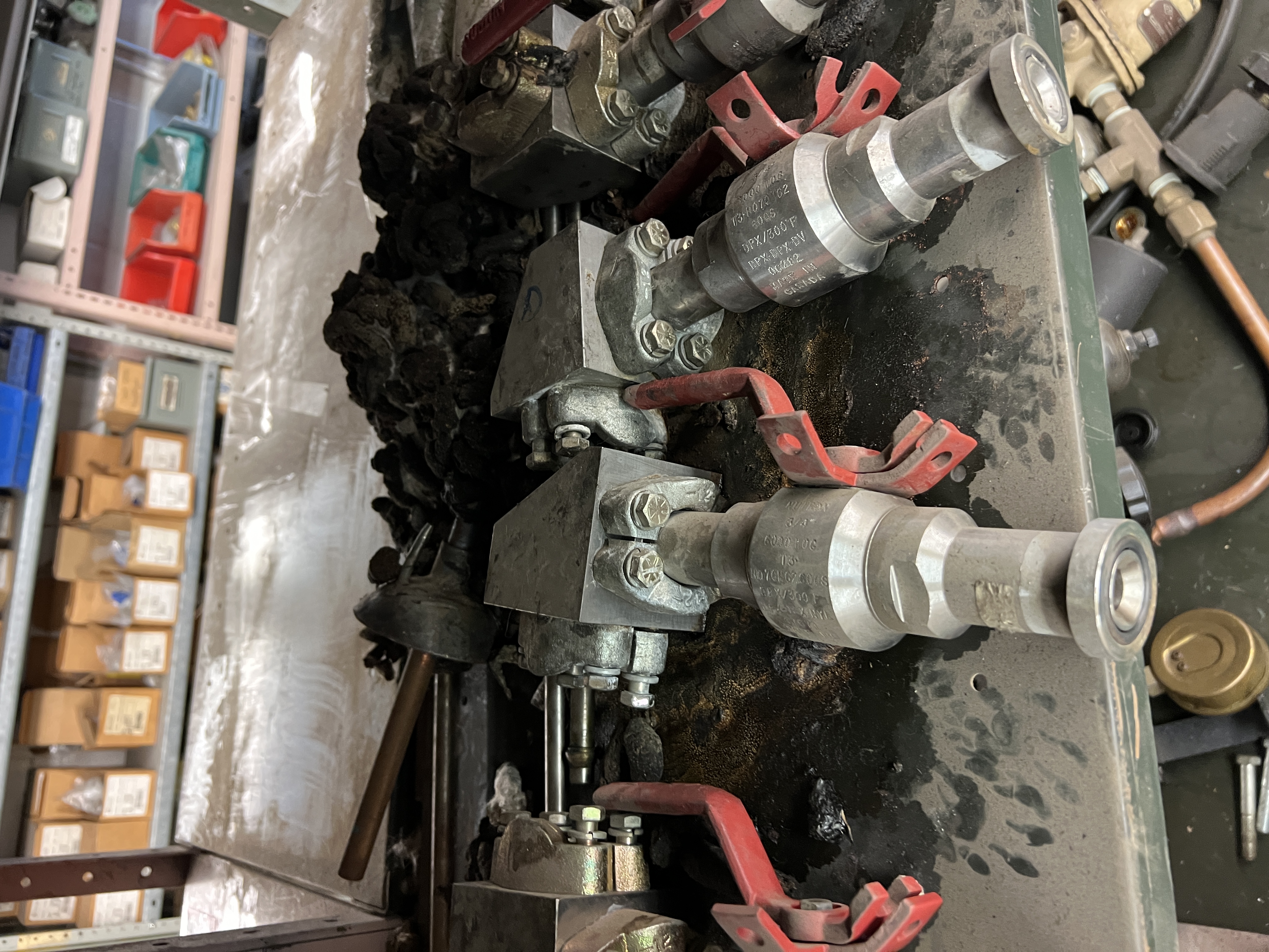 Raccoon feces biohazard - before